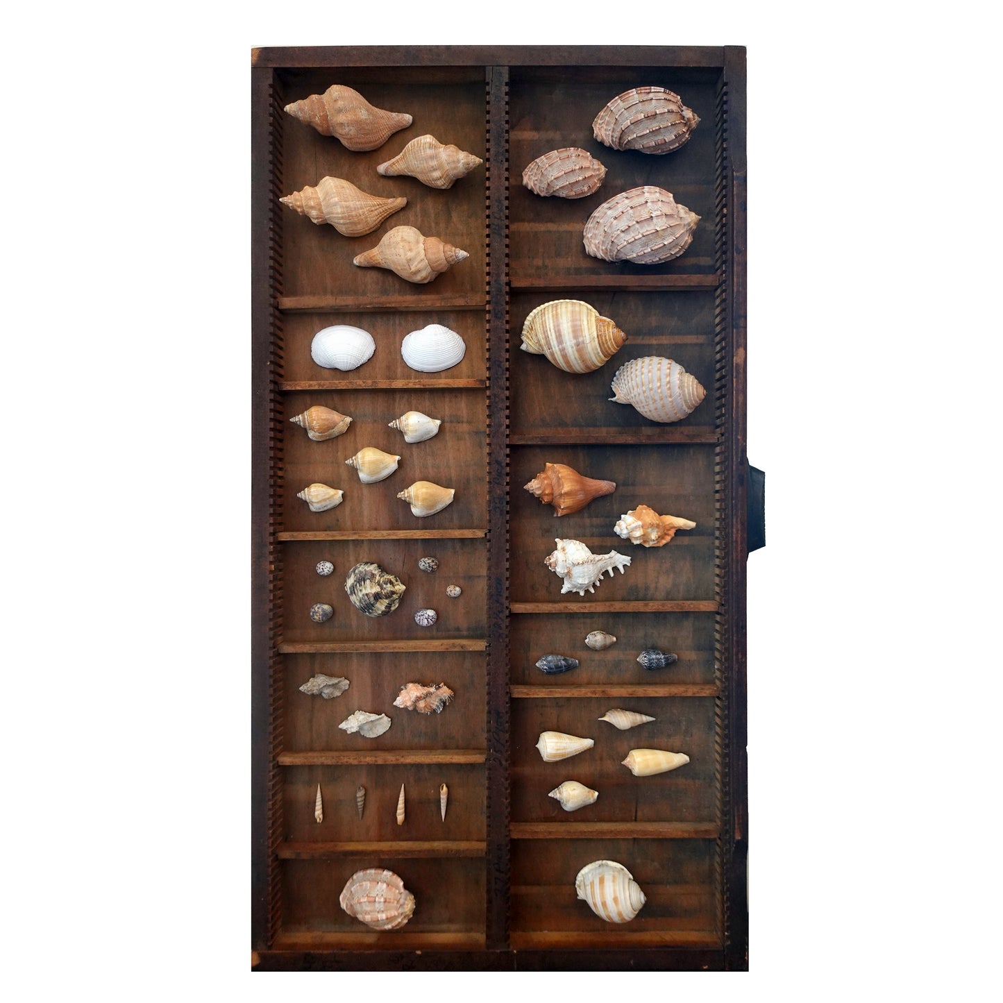 Curated shadow box curiosity display exotic shell collection for a wonder cabinet or wall